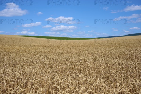 Extensive wheat field stretching to the horizon under a clear sky, summer, Miltenberg, Miltenberg