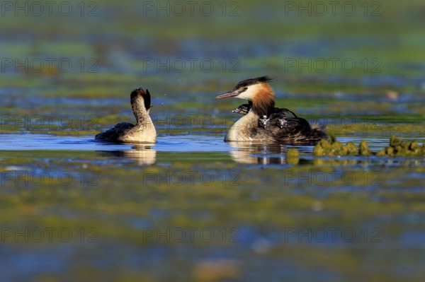 Two great crested grebes interacting in the water, surrounded by tranquil, natural landscape, Great