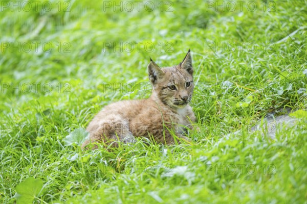 Eurasian lynx (Lynx lynx) youngster on a meadow, Bavaria, Germany, Europe