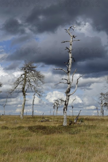 Noir Flohay... High Fens (Eifel) located in the border triangle near Aachen near the German-Belgian