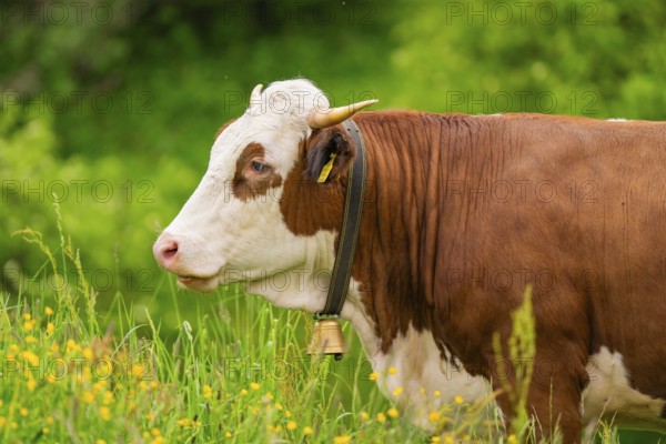 Brown and white cow on a green meadow with a bell on its neck, Alpe di Siusi, South Tyrol,