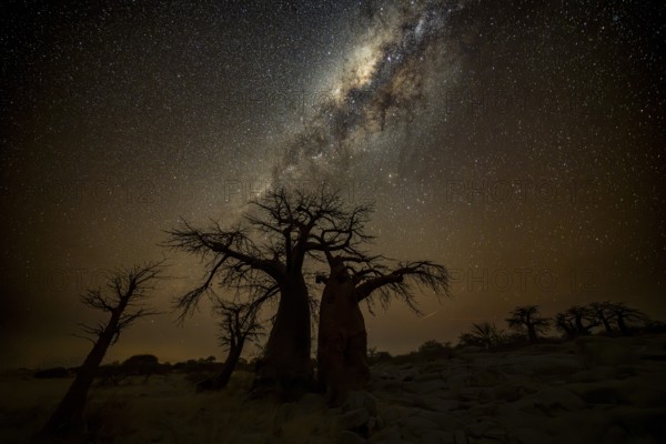 Silhouette of a baobab tree with starry sky and Milky Way, African baobab (Adansonia digitata),