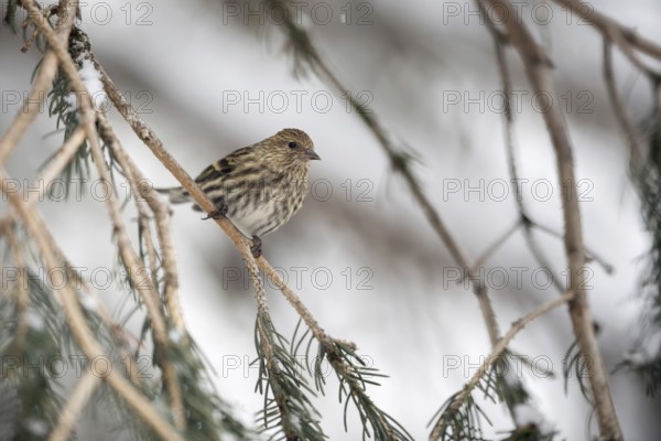 Inconspicuous... Pine siskin (Spinus pinus) in the branches of a conifer, adult bird in winter,