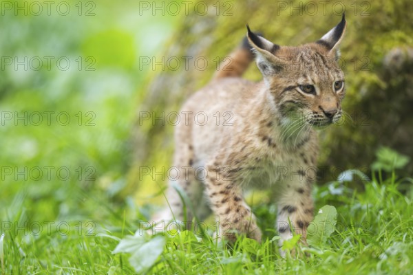 Eurasian lynx (Lynx lynx) youngster on a meadow, Bavaria, Germany, Europe