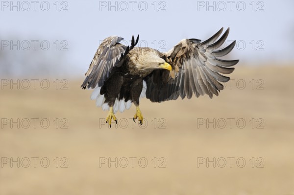 European white-tailed eagle (Haliaeetus albicilla) in flight over a wetland, is hunting, observing