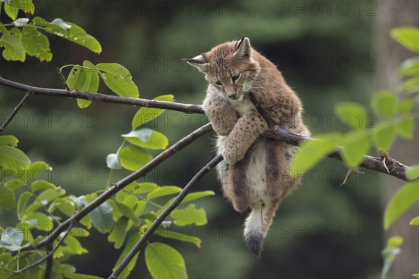 Just hanging out... Eurasian lynx (Lynx lynx), young lynx gymnastics in the branches, has trouble