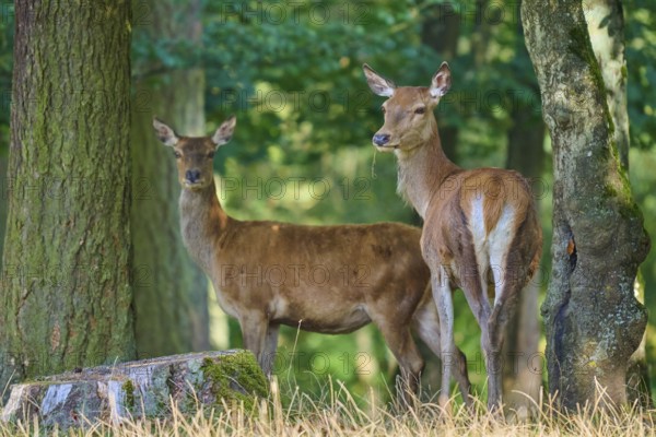 Red deer (Cervus elaphus), two hinds, stand in the sparse forest next to large trees and look