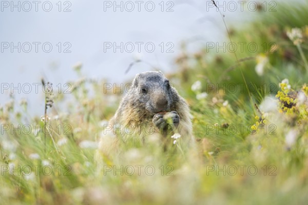 Alpine marmot (Marmota marmota) in autumn, Grossglockner, High Tauern National Park, Austria,