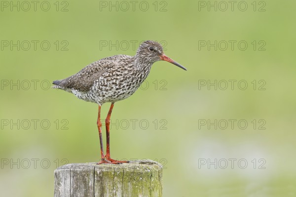 Redshank (Tringa totanus) standing on a pasture fence post, snipe bird, spring, wildlife, Hüde,