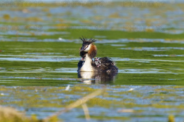 A bird in the water with a wide view, the surroundings radiate vastness and tranquillity, Great