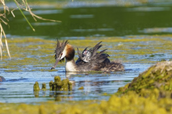 Great Crested Grebe with chick on its back has a fish in its beak, Great Crested Grebe, (Podiceps