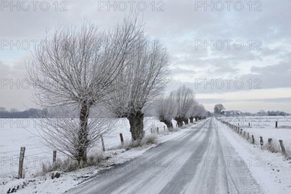 Pollarded trees, pollarded willows (Salix sp.) line a snowy country road on Bislicher Insel on a