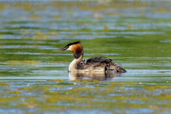 A solitary great crested grebe swimming in still water, Great crested grebe, (Podiceps Scalloped