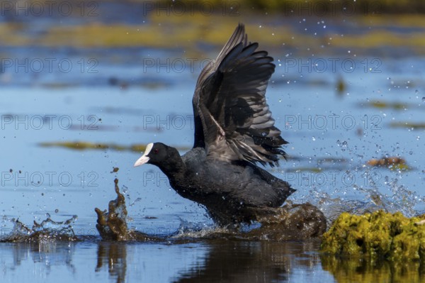 Eurasian Coot with spread wings moving powerfully through the water, water splashing up, coot,