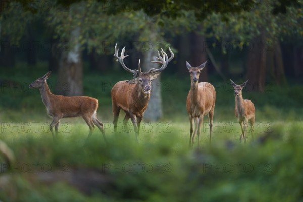 Red deer (Cervus elaphus), stag with hinds, on a green forest meadow, penetrated by soft light,