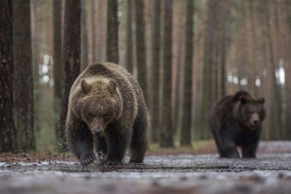 Colour variations... European brown bear (Ursus (genus) arctos), two bears running towards the