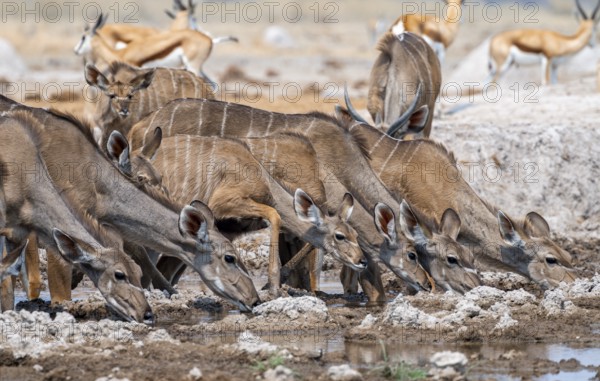 Greater kudu (Tragelaphus strepsiceros), group, drinking at waterhole, Nxai Pan National Park,