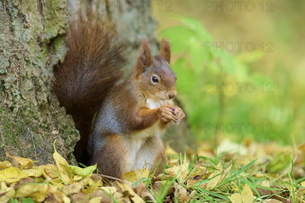 Eurasian squirrel (Sciurus vulgaris), sitting and nibbling on a nut in autumn forest, Germany,