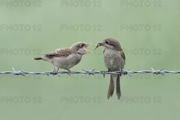Handing over food... Red-backed shrike (Lanius collurio), female feeds hungry begging chick on a
