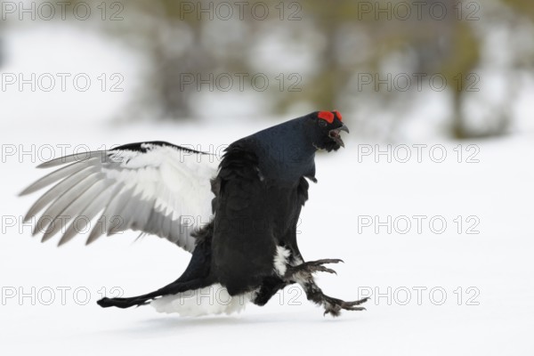Make way... Black grouse (Lyrurus tetrix), black grouse flies in, lands excitedly in the snow on