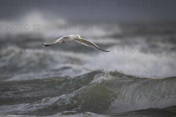 Herring gull (Larus argentatus) in the surf with a captured starfish in its beak, Hvide Sande,