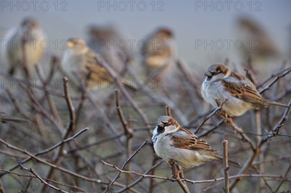 In the neighbour's hedge... House sparrow (Passer domesticus), whole flock, group, small flock of