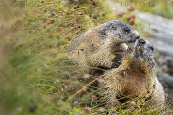 Alpine marmot (Marmota marmota) in autumn, Grossglockner, High Tauern National Park, Austria,