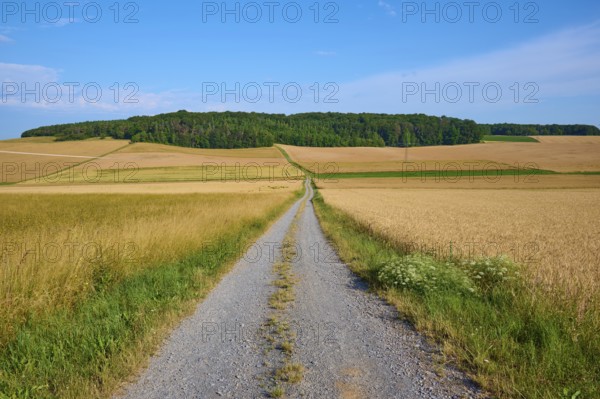 Long field path between golden yellow wheat fields, in the background a wooded hill, summer,