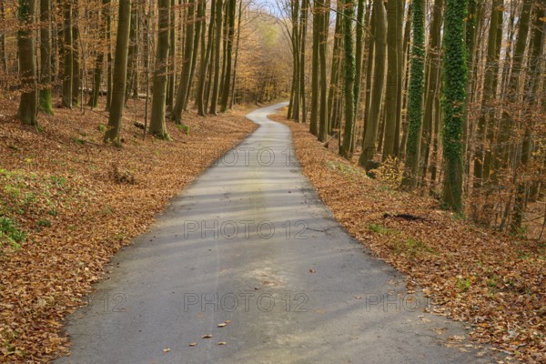 Narrow path through an autumnal forest covered with leaves, Lindenfels, Bergstrasse district,