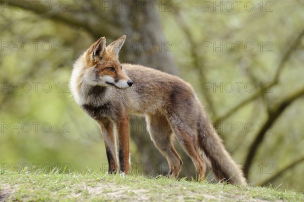 Looking back... Red fox (Vulpes vulpes), fox in short summer coat, standing on a small hill in