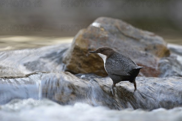 In the current... White-throated Dipper (Cinclus cinclus) in its typical habitat, standing in