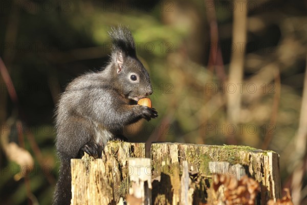Squirrel (Sciurus) eating hazelnut (Corylus avellana) on a tree stump in the forest, Allgäu,