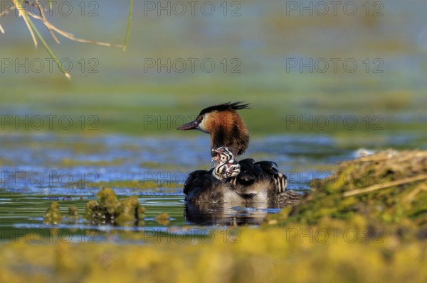 A great crested grebe with its chicks on its back, surrounded by shallow water, Great crested