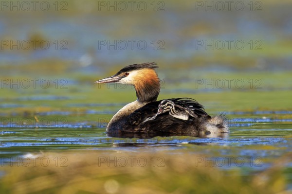 A great crested grebe swims calmly across a green lake, Great crested grebe, (Podiceps Scalloped