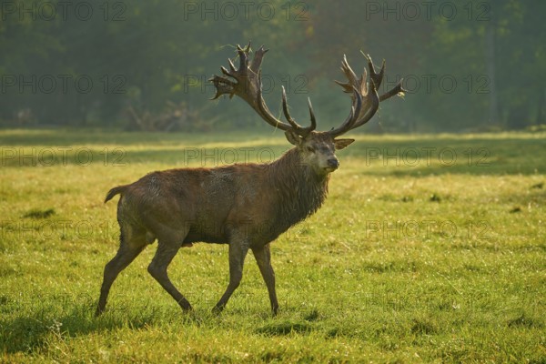 Red deer (Cervus elaphus), proud stag with magnificent antlers strides across a meadow, Germany,