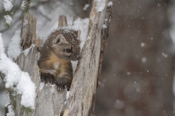 Spruce marten (Martes americana) looks out of a tree stump in winter during snowfall, cute picture