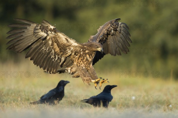 Landing... White-tailed eagle (Haliaeetus albicilla), young eagle lands early in the morning