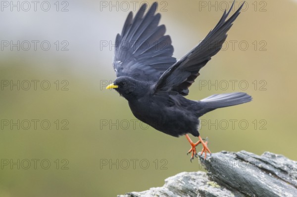 Yellow-billed chough (Pyrrhocorax graculus) in the mountains at Hochalpenstraße, Pinzgau, Salzburg,