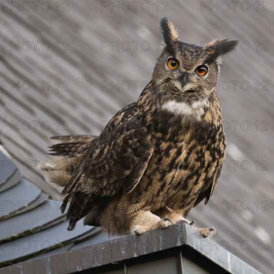 On the eaves... European eagle owl (Bubo bubo), mating male eagle owl on the roof of a church,
