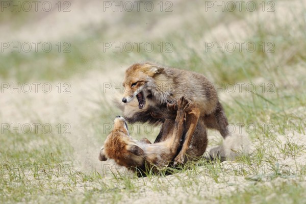 Fierce fight... Red foxes (Vulpes vulpes), fighting, biting, rival foxes, territorial behaviour,