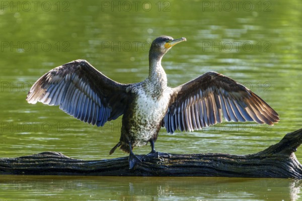 Cormorant with spread wings on a tree trunk against a green background, Cormorant, (Phalacrocorax