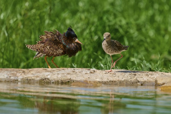 Ruff (Philomachus pugnax), male and female during the breeding season, on a rock by a body of