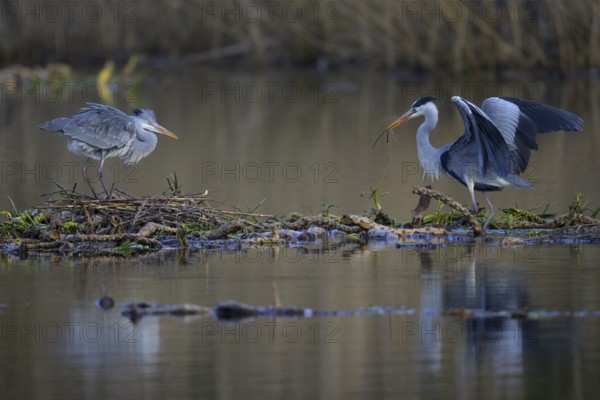 Grey heron (Ardea cinerea), breeding pair building a nest on the floating roots of the water lily,