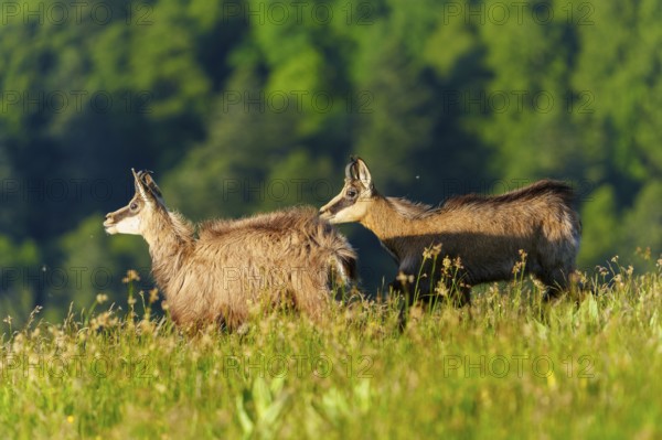 Two chamois moving across a meadow with wooded hills behind, chamois, chamois, (Rupicapra