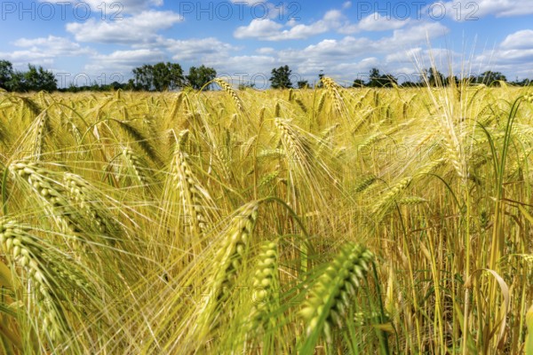 Grain field, in front of harvest, barley, near Bottrop-Kirchhellen, North Rhine-Westphalia,