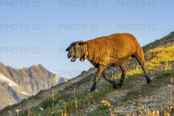 Domestic sheep (Ovis orientalis aries) at sunrise in the Mountains at Hochalpenstraße, Pinzgau,