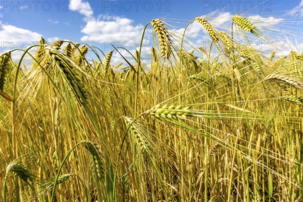 Grain field, in front of harvest, barley, near Bottrop-Kirchhellen, North Rhine-Westphalia,