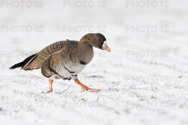 In the snow... White-fronted goose (Anser albifrons), migratory bird, arctic wild goose, relatively