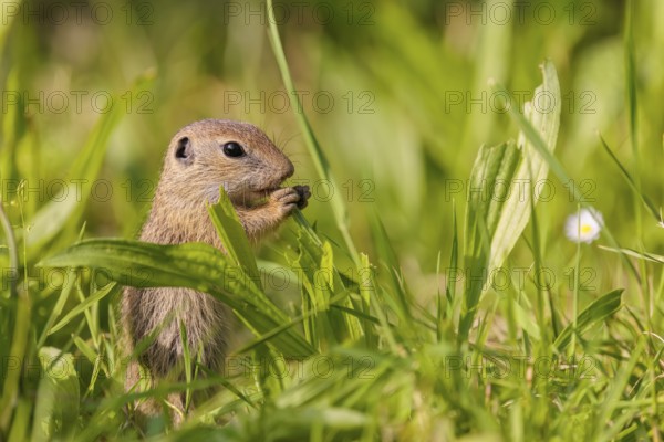 A young European ground squirrel (Spermophilus citellus) or European souslik stands in a meadow
