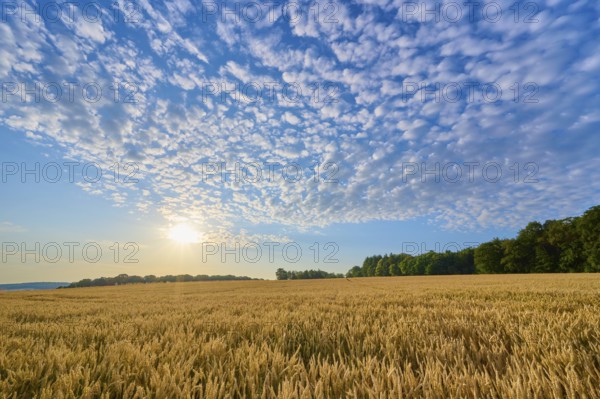 A grain field under a generously cloudy sky with low sun, summer, Höhefeld, Wertheim,